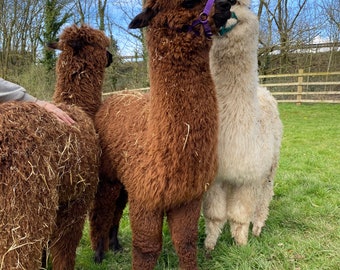 Dried Alpaca Poo