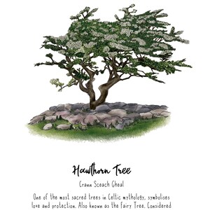 A3 Art Prints - Hawthorn Tree - Native Trees of Ireland - Irish Trees - Nature Art Prints - Forest Trees