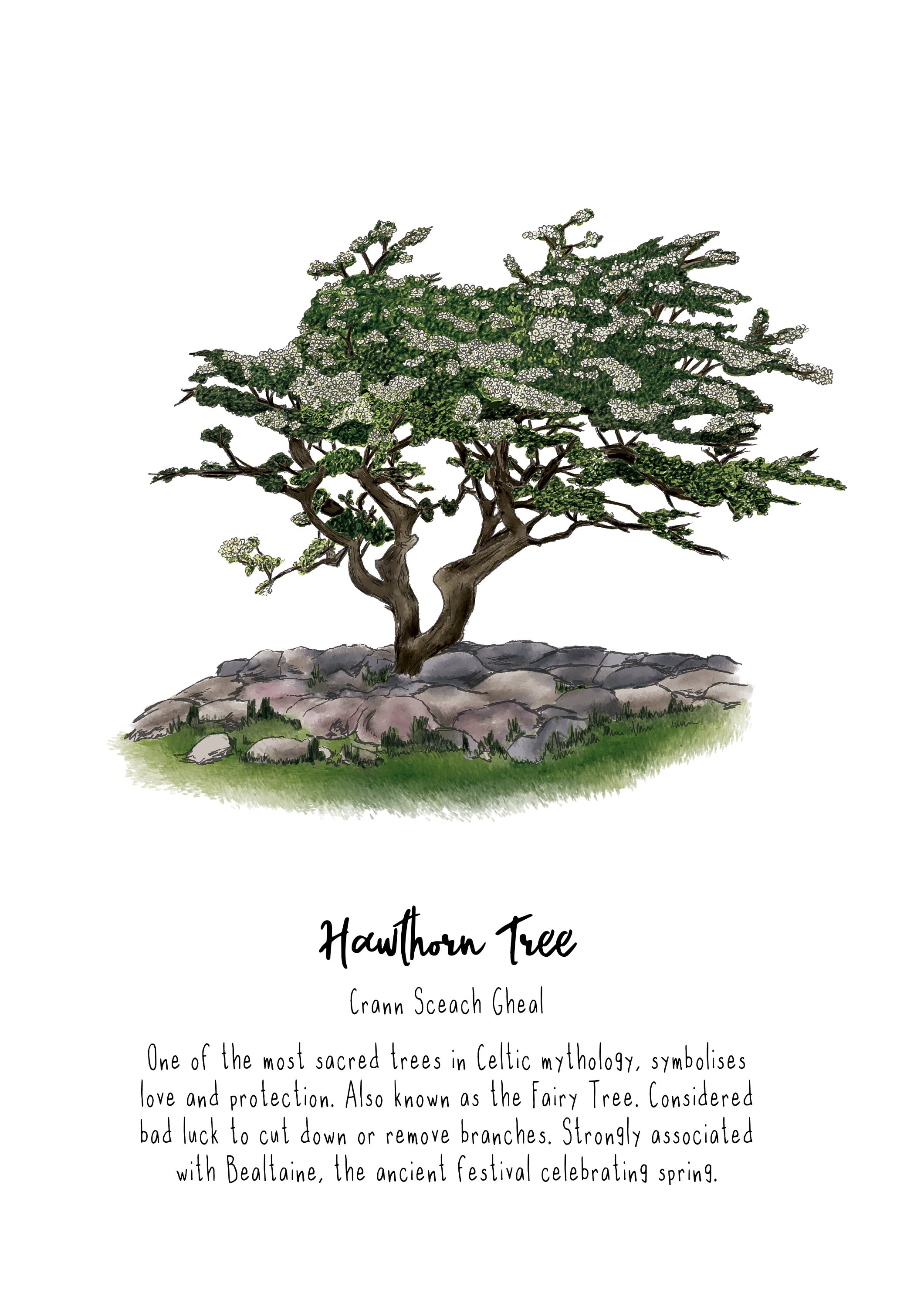 A3 Art Prints - Hawthorn Tree - Native Trees of Ireland - Irish Trees - Nature Art Prints - Forest Trees