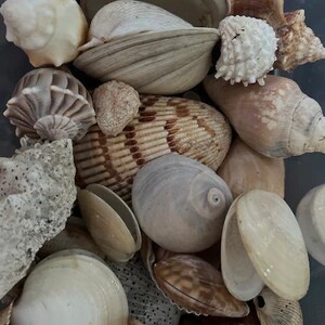 Conchiglie della Florida da 1 libbra, conchiglie sfuse, conchiglie artigianali, costa della Florida, raccolte a mano, conchiglie dell'isola di Sanibel, conchiglie autentiche della Florida
