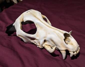 Tusked wolf skull mask