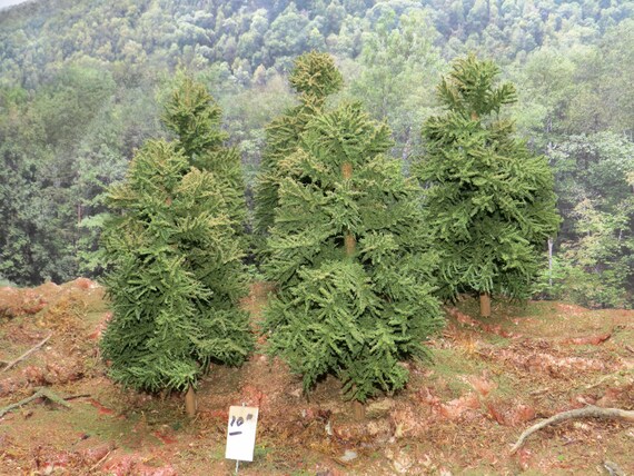 o gauge trees