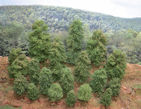 o scale pine trees