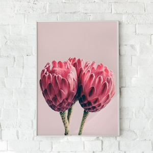 Protea Flower Photograph, Printable Wall Art, Digital Art, Feminine Wall Decor, Floral Wall Decor, Floral Wall Art, South Africa Protea