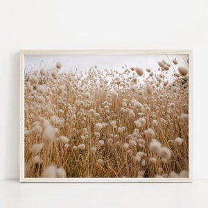 May include: A field of tall, dried grasses with fluffy white seed heads. The grasses are a light brown color and the seed heads are a soft white. The image is taken from a low angle, looking up at the grasses.