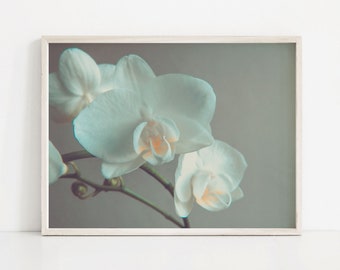 Puede incluir: Primer plano de una flor de orquídea blanca con un suave tono azul pastel. La flor está enfocada, mientras que el fondo está desenfocado, creando un efecto de ensueño.