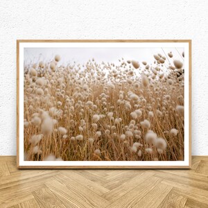 May include: A field of tall, fluffy white grass with brown stems blowing in the wind.