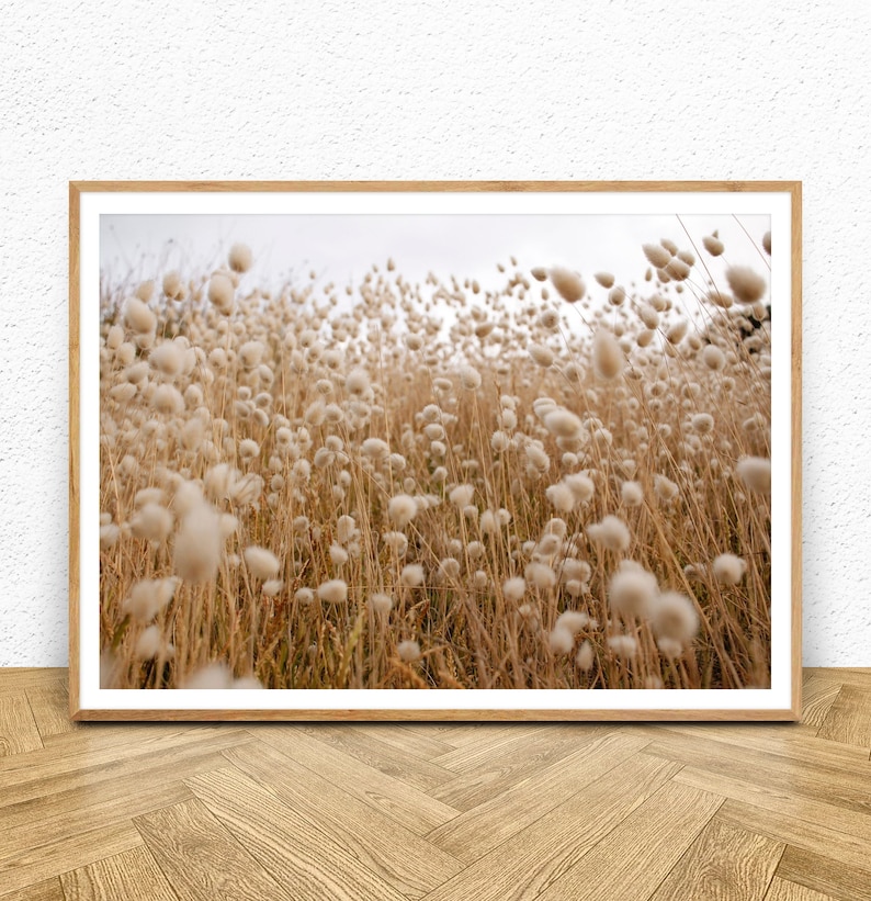 May include: A field of tall, fluffy white grass with brown stems blowing in the wind.