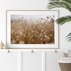 May include: A framed photograph of a field of tall, fluffy white grasses with a blurred background. The grasses are in focus and appear to be blowing in the wind.