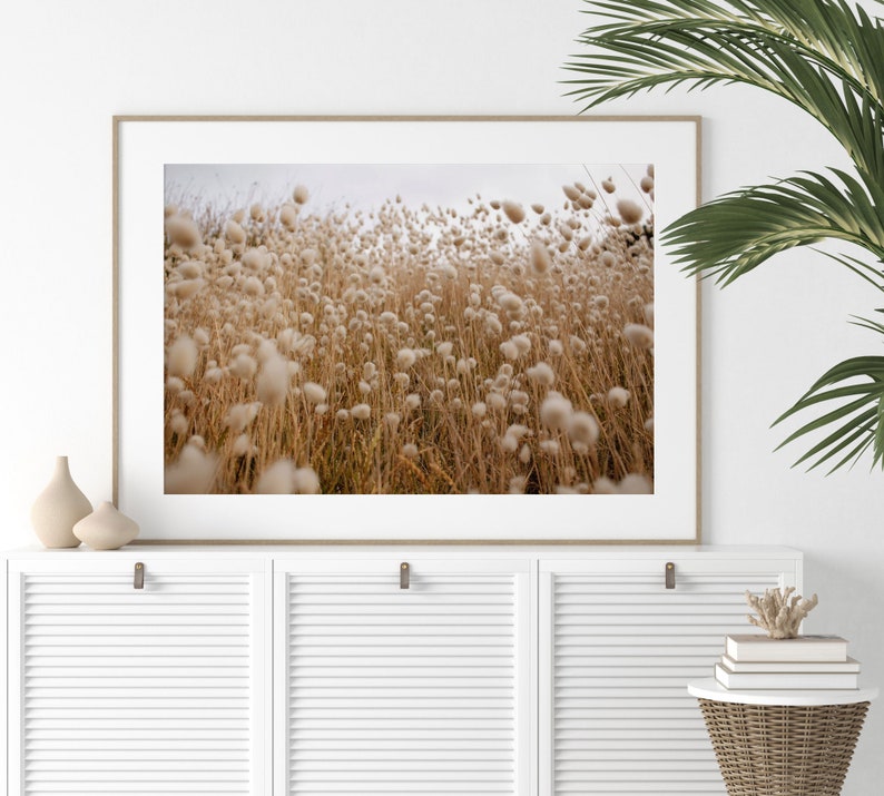 May include: A framed photograph of a field of tall, fluffy white grasses with a blurred background. The grasses are in focus and appear to be blowing in the wind.