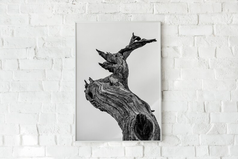 Driftwood Wall Art Driftwood Print Black and White Photo Etsy
