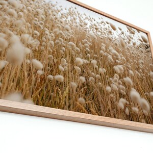 May include: A close-up photograph of a field of tall, dried grasses with fluffy white seed heads. The grasses are a light brown color and the seed heads are a soft white. The image is taken from a low angle, looking up at the grasses.