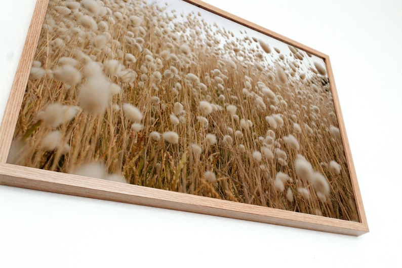 May include: A close-up photograph of a field of tall, dried grasses with fluffy white seed heads. The grasses are a light brown color and the seed heads are a soft white. The image is taken from a low angle, looking up at the grasses.