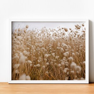 May include: A field of tall, fluffy white grasses with brown stems, blowing in the wind. The grasses are in focus, while the background is blurred.