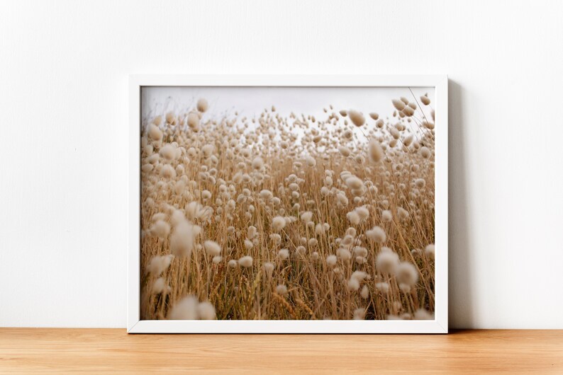 May include: A field of tall, fluffy white grasses with brown stems, blowing in the wind. The grasses are in focus, while the background is blurred.