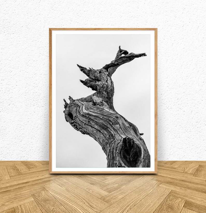 Driftwood Wall Art Driftwood Print Black and White Photo Etsy