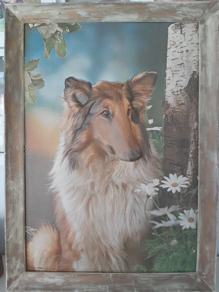 4,445 Lassie Dog Images, Stock Photos, 3D objects, & Vectors