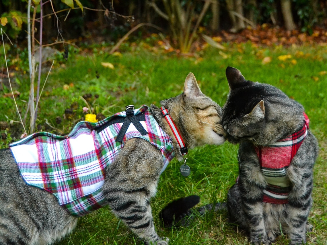 Cozy StepIn Cat Harness Digital Sewing Pattern Etsy