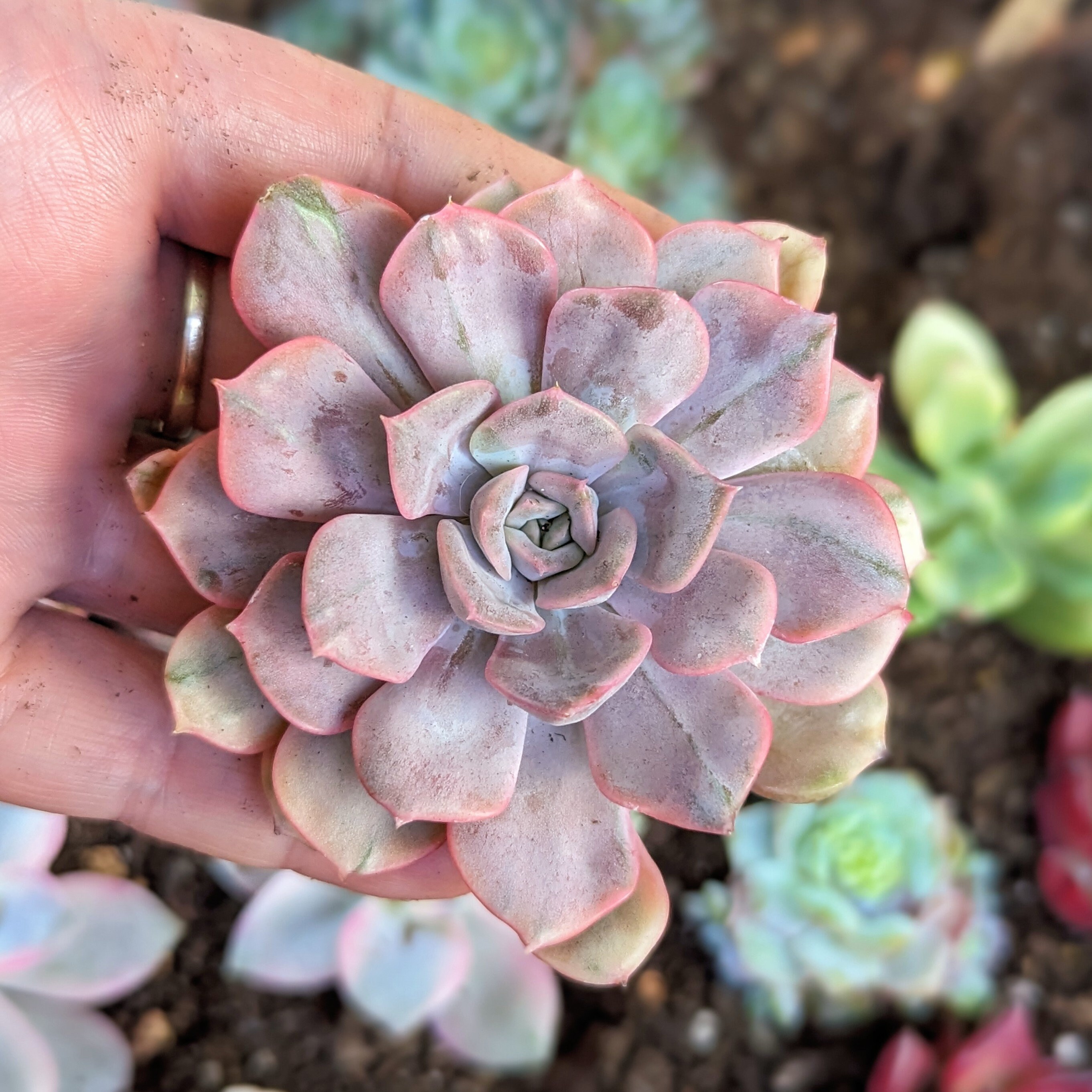 Jungle Fatigue ファティーグ OVY KAJA echeveria Friday!! My favourite day of the week 🥰 . IDs clockwise