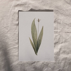 Postcard Ribwort Plantain, DIN A6 / 4.1 x 5.8&quot;, recycled paper