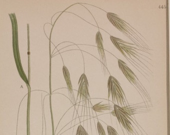 Original Botanical Print chromolytography 1917 Brome Botany