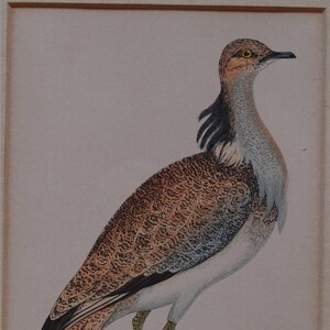 Zoological Print Acquarello Ornythology bird MacQueen's bustard Morris passepartout image 1