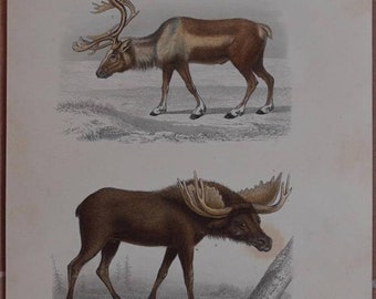 Chromolitography 1880 Reindeer Moose Elk Travies Oudet
