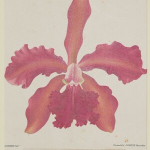 Original botanical print chromolytography 1896 Cattleya atlanta splendens orchid orchys Cogniaux Goossens botany passepartout image 1