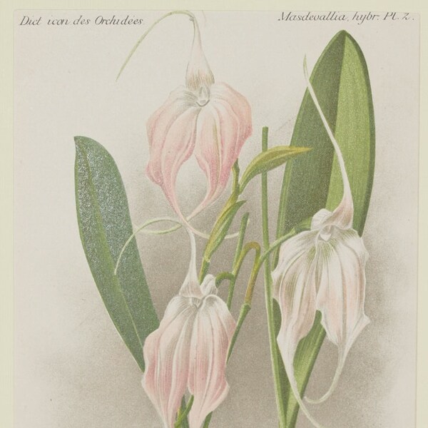 Original botanical print chromolytography 1896 Masdevallia amesiana var. Mc Vittlae orchid orchys Cogniaux Goossens botany passepartout