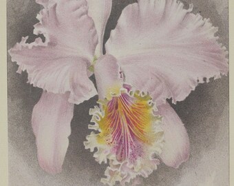 Original botanical print chromolytography 1896 Cattleya mossiae var. variabilis orchid orchys Cogniaux Goossens botany passepartout