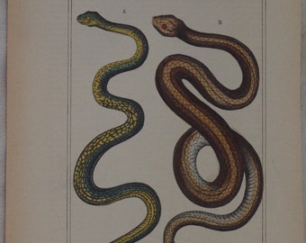 Grabado Serpiente común y Cuatro serpientes forradas Color 1825 Lacepede Buffon