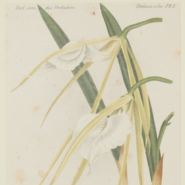 Original botanical print chromolytography 1896 Brassavola grandiflora orchid orchys Cogniaux Goossens botany passepartout