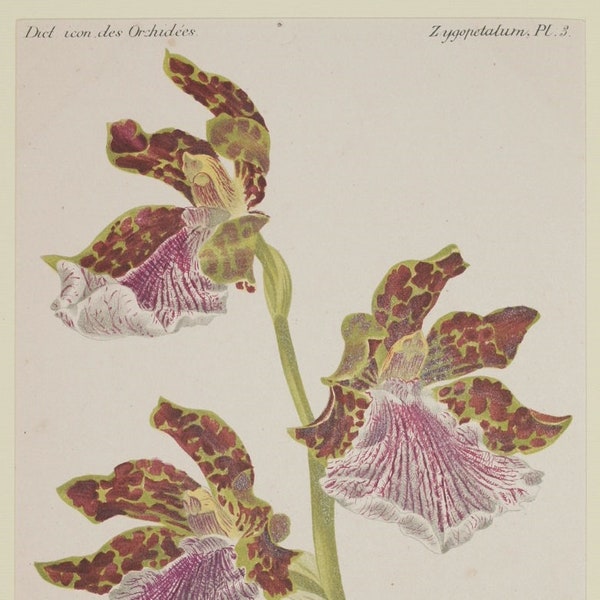 Original botanical print chromolytography 1896 Zygopetalum mackayi orchid orchys Cogniaux Goossens botany passepartout