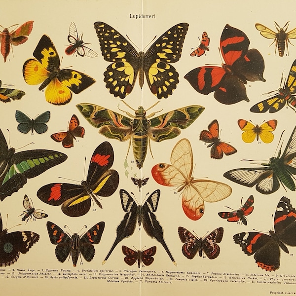 Zoological Print 1930 Butterfly lepidopters Insect