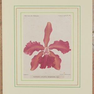 Original botanical print chromolytography 1896 Cattleya atlanta splendens orchid orchys Cogniaux Goossens botany passepartout image 2