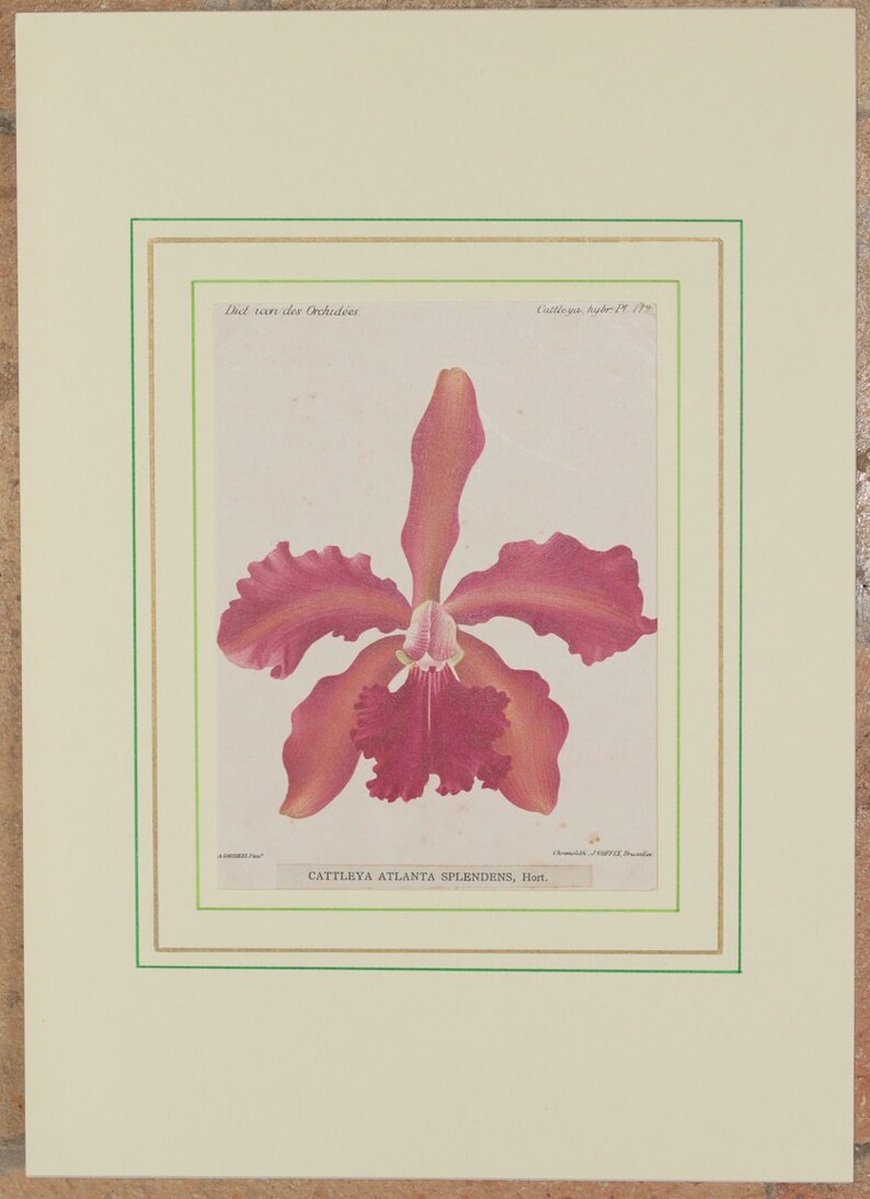 Original botanical print chromolytography 1896 Cattleya atlanta splendens orchid orchys Cogniaux Goossens botany passepartout image 2