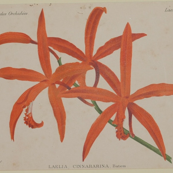 Original Botanical Print chromolytography 1896 Laelia cinnabarina orchid orchys Cogniaux Goossens botany passepartout