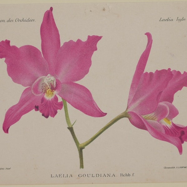 Original Botanical Print chromolytography 1896 Laelia gouldiana Orchid Orchys Cogniaux Goossens Botany passepartout