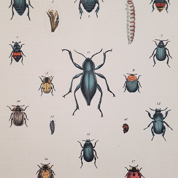 Zoological Print 1848 Coleopter Ladybug Insect