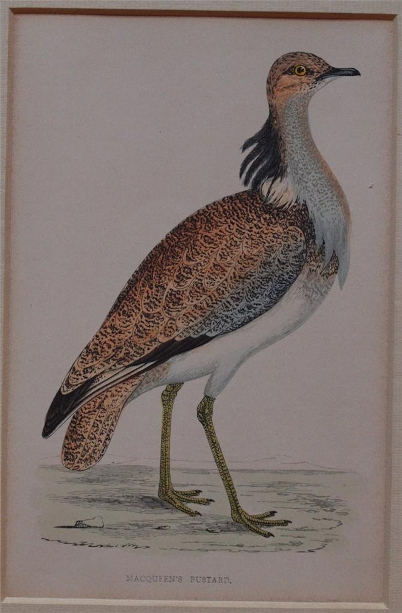 Zoological Print Acquarello Ornythology bird MacQueen's bustard Morris passepartout image 1