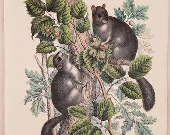 Steel Etching coloured by hand 1860 Grey squirrel