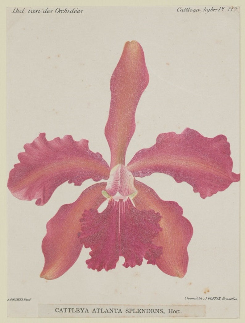 Original botanical print chromolytography 1896 Cattleya atlanta splendens orchid orchys Cogniaux Goossens botany passepartout image 1