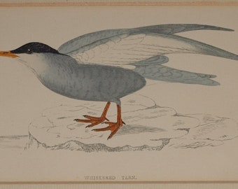 Zoological Print Acquarello Ornythology bird whiskered tern Morris passepartout