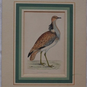 Zoological Print Acquarello Ornythology bird MacQueen's bustard Morris passepartout image 2