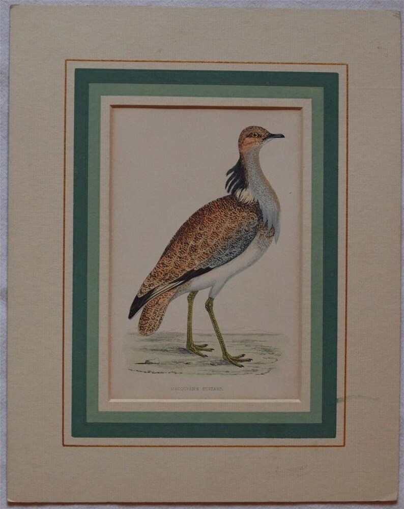 Zoological Print Acquarello Ornythology bird MacQueen's bustard Morris passepartout image 2