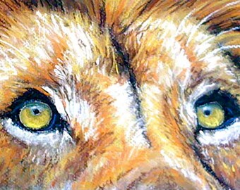 LION EYES