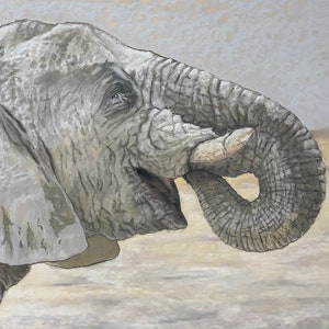 White Elephant image 1