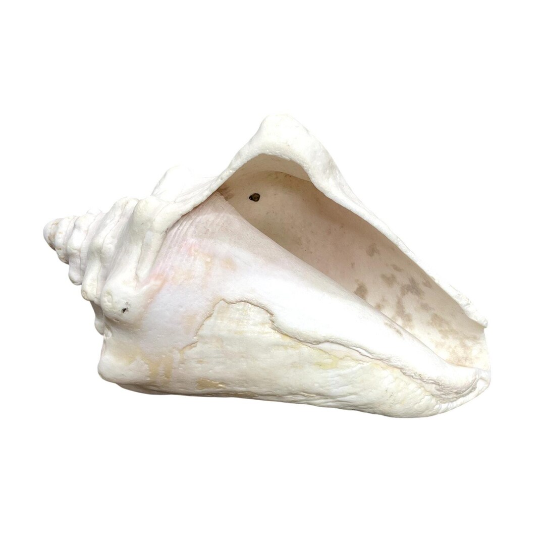 Cream Conch Shell Horned Conch Shell Natural Beach House Decor Cream 8.5