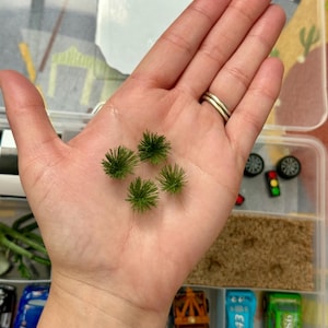 May include: A hand holding five small, green, spiky miniature trees. The hand is in a clear plastic container with toy cars, wheels, and other miniature accessories. The container has a road-themed background.