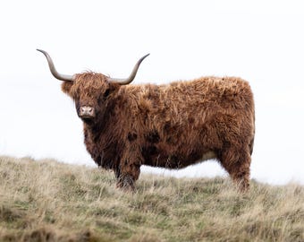 Scotlands Highland Cow wall art decor print, metal acrylic